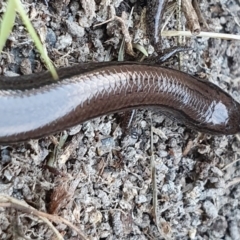 Hemiergis talbingoensis at Yass River, NSW - 14 Jun 2022