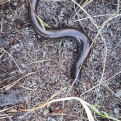 Hemiergis talbingoensis at Yass River, NSW - 14 Jun 2022