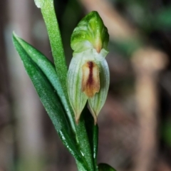 Bunochilus montanus (Montane Leafy Greenhood) at Paddys River, ACT - 20 Jun 2022 by DPRees125