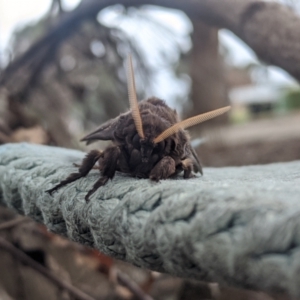 Oxycanus silvanus at Forde, ACT - 7 Jun 2022