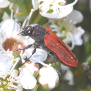 Castiarina erythroptera at Stromlo, ACT - 8 Dec 2020 12:58 PM