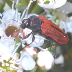 Castiarina erythroptera at Stromlo, ACT - 8 Dec 2020