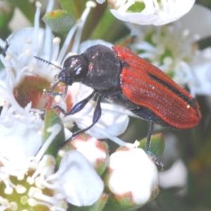 Castiarina erythroptera at Stromlo, ACT - 8 Dec 2020 12:58 PM