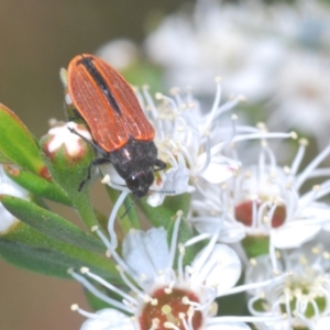 Castiarina erythroptera at Stromlo, ACT - 8 Dec 2020