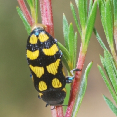Castiarina octospilota (A Jewel Beetle) at Stromlo, ACT - 8 Dec 2020 by Harrisi