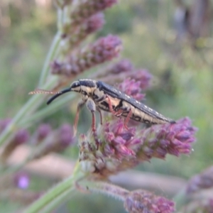 Rhinotia sp. in semipunctata group at Paddys River, ACT - 13 Feb 2022