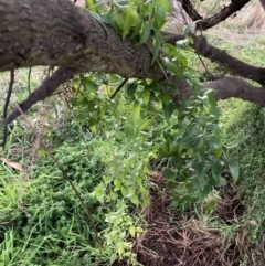 Asparagus asparagoides (Bridal Creeper, Florist's Smilax) at Watson, ACT - 20 Jun 2022 by waltraud