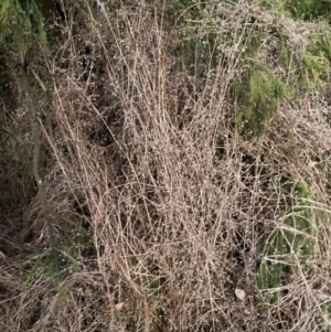 Galium aparine at Watson, ACT - 20 Jun 2022