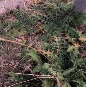 Cirsium vulgare at Watson, ACT - 20 Jun 2022