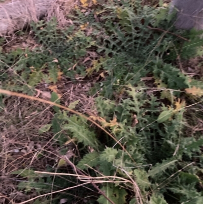 Cirsium vulgare (Spear Thistle) at Watson, ACT - 20 Jun 2022 by waltraud