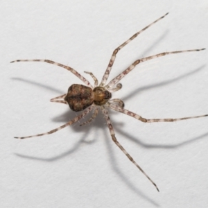 Tamopsis sp. (genus) at Evatt, ACT - 12 Jun 2022 01:49 PM