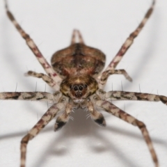 Tamopsis sp. (genus) at Evatt, ACT - 12 Jun 2022 01:49 PM