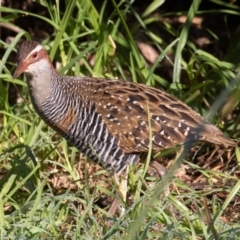 Gallirallus philippensis (Buff-banded Rail) at Port Macquarie, NSW - 20 Jun 2022 by rawshorty