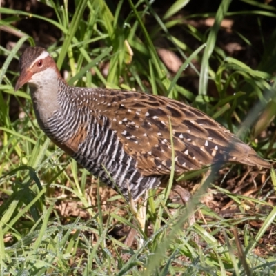 Gallirallus philippensis (Buff-banded Rail) at Port Macquarie, NSW - 20 Jun 2022 by rawshorty