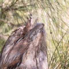 Podargus strigoides (Tawny Frogmouth) at Port Macquarie, NSW - 20 Jun 2022 by rawshorty