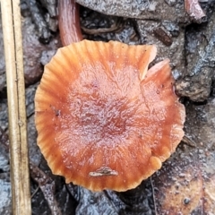 Laccaria sp. (Laccaria) at O'Connor, ACT - 21 Jun 2022 by trevorpreston