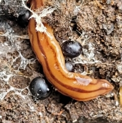 Anzoplana trilineata (A Flatworm) at O'Connor, ACT - 21 Jun 2022 by trevorpreston