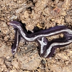 Caenoplana coerulea (Blue Planarian, Blue Garden Flatworm) at O'Connor, ACT - 21 Jun 2022 by trevorpreston