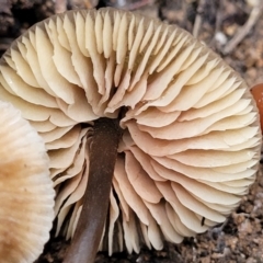 zz agaric (stem; gills white/cream) at O'Connor, ACT - 21 Jun 2022