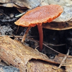 Laccaria sp. at O'Connor, ACT - 21 Jun 2022