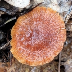 Laccaria sp. at O'Connor, ACT - 21 Jun 2022