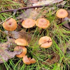 Laccaria sp. at O'Connor, ACT - 21 Jun 2022