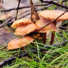 Laccaria sp. at O'Connor, ACT - 21 Jun 2022