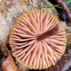 Laccaria sp. at O'Connor, ACT - 21 Jun 2022