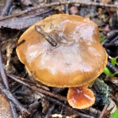 Cortinarius sp. (Cortinarius) at O'Connor, ACT - 21 Jun 2022 by trevorpreston