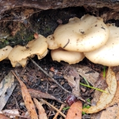 Clitocybe s. l. at O'Connor, ACT - 21 Jun 2022 by trevorpreston