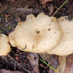 Clitocybe s. l. at O'Connor, ACT - 21 Jun 2022