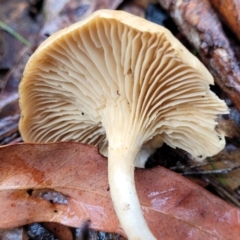 Clitocybe s. l. at O'Connor, ACT - 21 Jun 2022