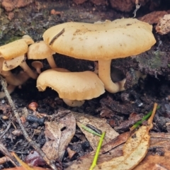 Clitocybe s. l. at O'Connor, ACT - 21 Jun 2022