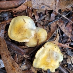 Cortinarius sp. (Cortinarius) at O'Connor, ACT - 21 Jun 2022 by trevorpreston