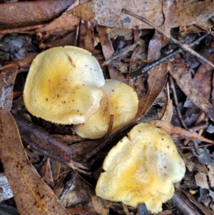 Cortinarius sp. at O'Connor, ACT - 21 Jun 2022