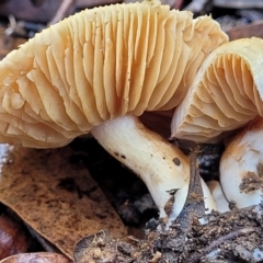 Cortinarius sp. at O'Connor, ACT - 21 Jun 2022