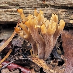 Unidentified Coralloid fungus, markedly branched at O'Connor, ACT - 21 Jun 2022 by trevorpreston