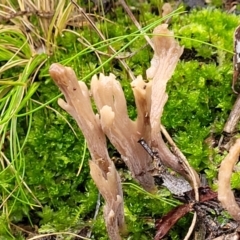 Clavulina cinerea at O'Connor, ACT - 21 Jun 2022 by trevorpreston