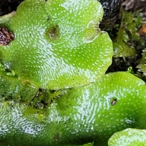 Lunularia cruciata at O'Connor, ACT - 21 Jun 2022