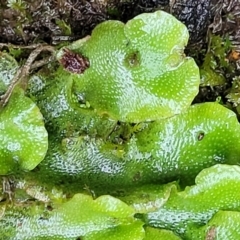 Lunularia cruciata at O'Connor, ACT - 21 Jun 2022