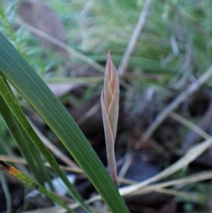 Lyperanthus suaveolens at Point 4081 - suppressed