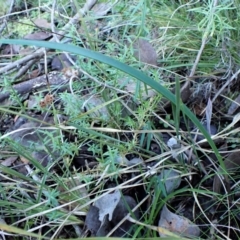 Lyperanthus suaveolens at Point 4081 - suppressed