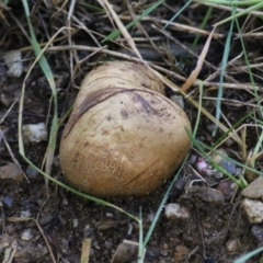 Unverified Truffle at Yackandandah, VIC - 19 Jun 2022 by KylieWaldon