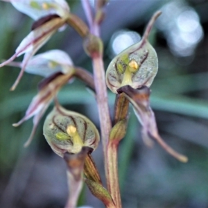 Acianthus collinus at Aranda, ACT - suppressed