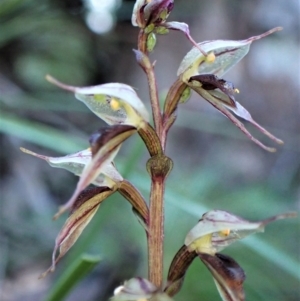 Acianthus collinus at Aranda, ACT - suppressed