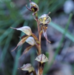 Acianthus collinus at Aranda, ACT - 18 Jun 2022