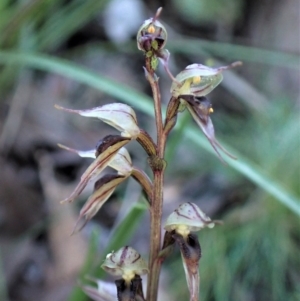 Acianthus collinus at Aranda, ACT - suppressed