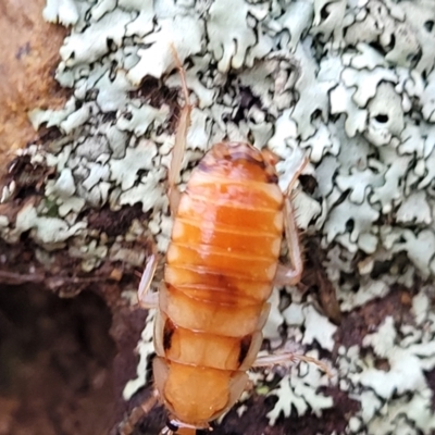 Blattidae sp. (family) (Unidentified blattid cockroach) at Coree, ACT - 21 Jun 2022 by trevorpreston