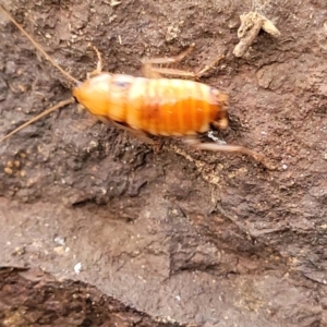 Blattidae sp. (family) at Coree, ACT - 21 Jun 2022