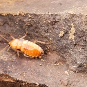 Blattidae sp. (family) at Coree, ACT - 21 Jun 2022